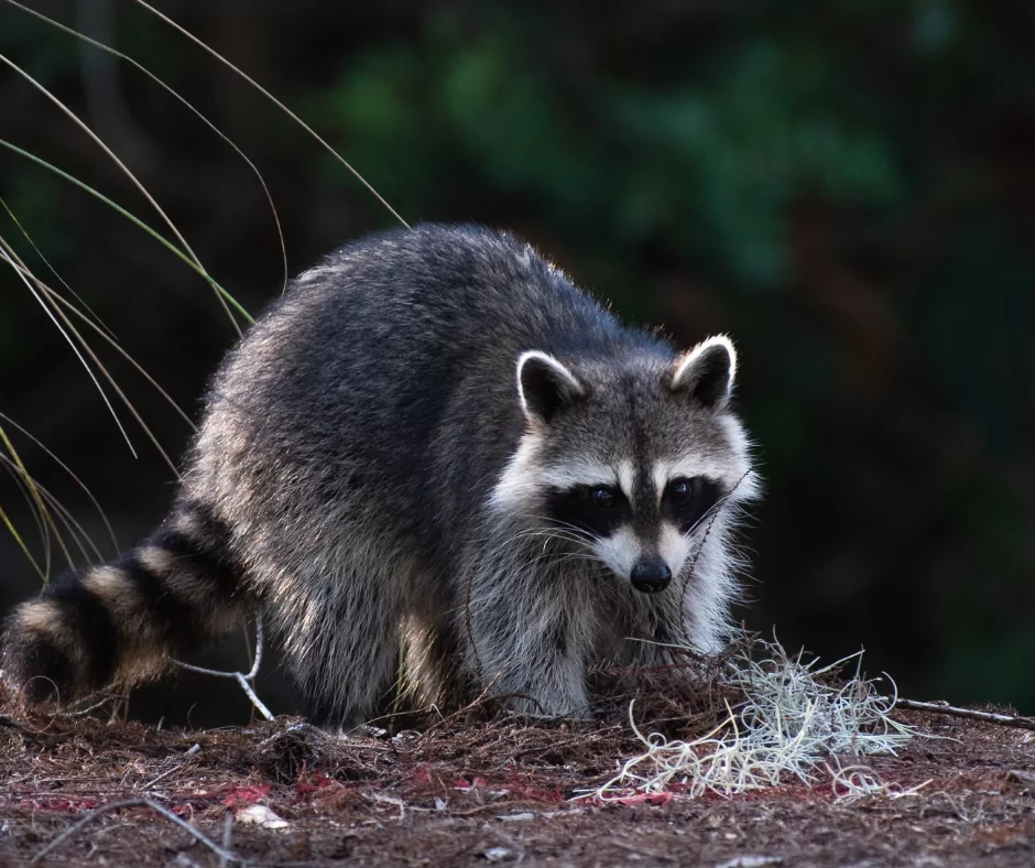 Wildlife Removal